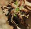 Euphorbia aureoviridiflora
